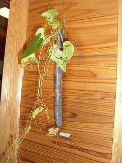 尾田原初則 備前焼作陶展